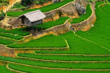 Obraz na płótnie Canvas Rice fields on terraced of Mu Cang Chai, YenBai, Vietnam