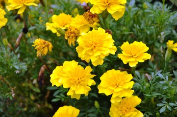 マリーゴールド