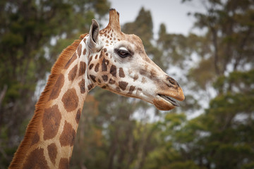 Girafe Portrait
