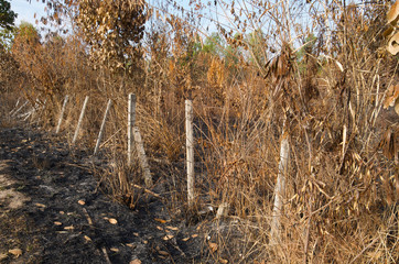 Slash and burn cultivation