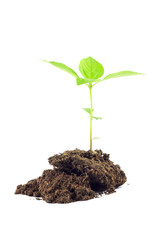 small plant growing on soil isolated