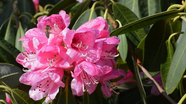 Rosa Rhododendron linke Bildhälfte mit Biene