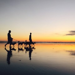 sunset dog walker 