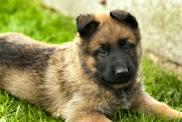 playful puppy dog