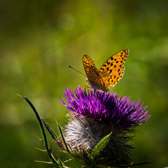 Colored butterfly