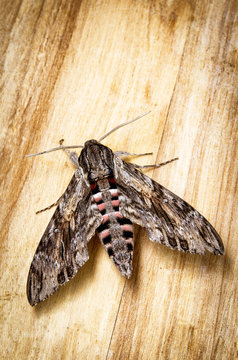 Agrius convolvuli