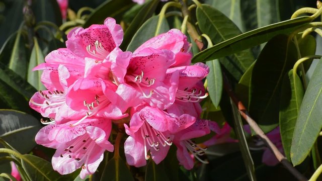 Rosa Rhododendron linke Bildhälfte