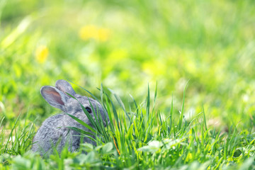 rabbit