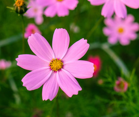 cosmos flowers in sunset