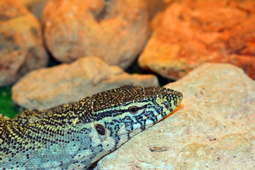 Monitor Lizard