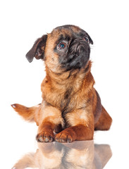 Obraz premium Belgian griffon dog looking up