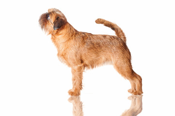 Brussels griffon dog