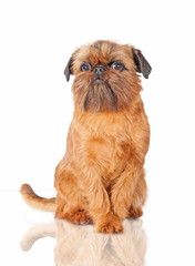 Brussels griffon dog