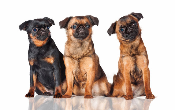 Three belgian griffon dogs
