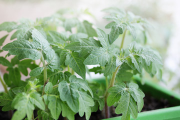 tomato seedlings
