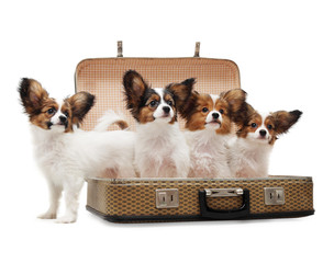 Papillon puppies in the suitcase