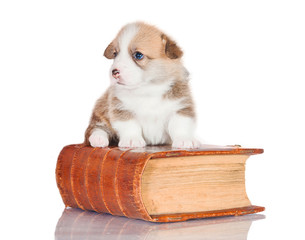 Pembroke welsh corgi puppy sitting on the book