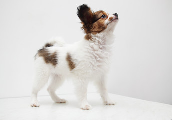 papillon standing