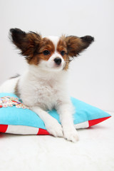 papillon lying on a pillow