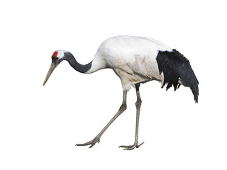 The Japanese crane on white background isolated