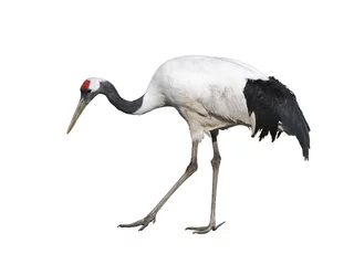 Fotobehang Kraanvogels The Japanese crane on white background isolated  © vesta48