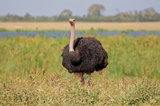 Male ostrich, Amboseli National Park