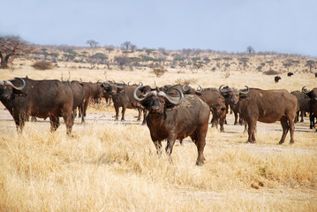 Naklejka na ściany i meble The African Buffalo - Tanzania - Africa
