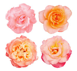 Collection pink roses