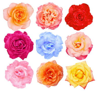 Collection of  roses, top view