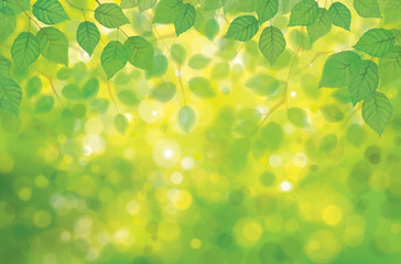 Vector birch's leaves on spring  bokeh background.