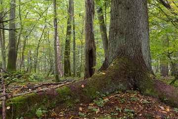 Obraz premium Monumental old spruce