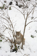 Luchs im Schnee