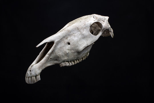 Horse skull isolated on black background.