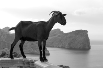 Obraz na płótnie Canvas Majorca goat in Formentor Cape Lighthouse