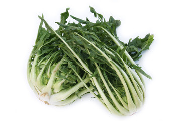 cicoria romana_ verdura su sfondo bianco