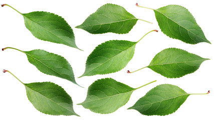 Set of green apple leaves isolated on white background