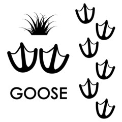 goose's paw prints