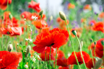  poppy flowers