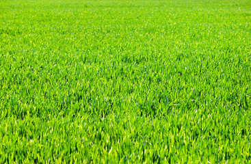 Grass background