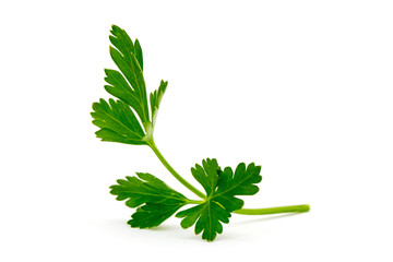 green leaves of parsley isolated on white background - 79779781