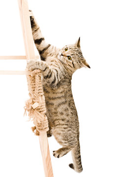 Funny kitten Scottish Straight climbing the wooden stairs