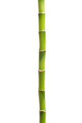 Naklejka premium Bamboo isolated on white