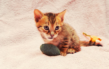 Fototapeta na wymiar cat Bengal Kitten.