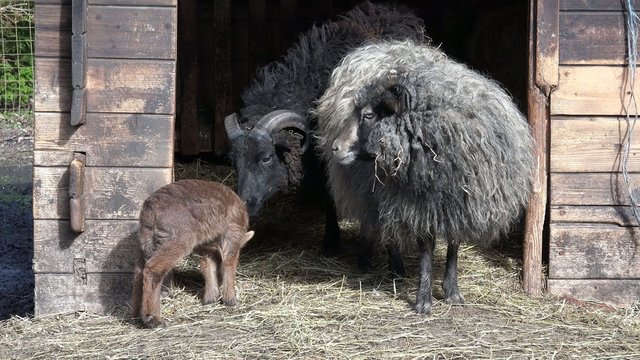 Skudden mit Lamm vor dem Stall