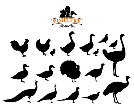 Poultry Silhouettes Isolated on White