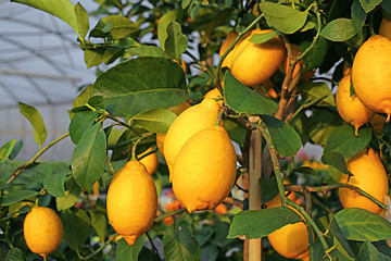 Yellow lemons in the tree of the Orchard of the Mediterranean co