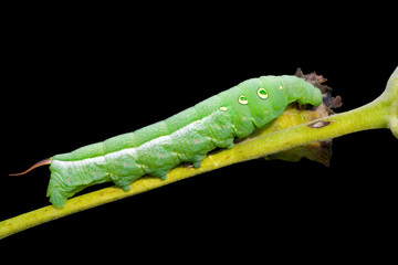 Caterpillar of hawkmoth 2