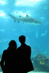 pareja mirando un tiburón en el aquarium lisboa 8674-f15