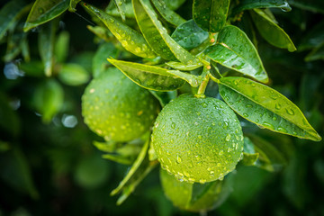 fresh green oranges tree