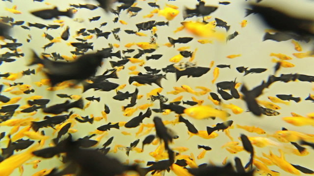 Aquarium fish swim underwater, Short-finned Molly, Black Molly